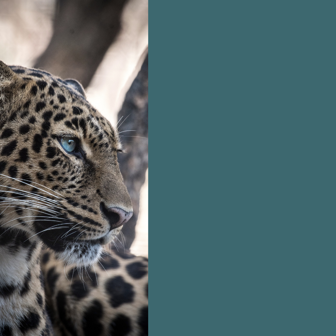 TEMPLATES Tip Series.png